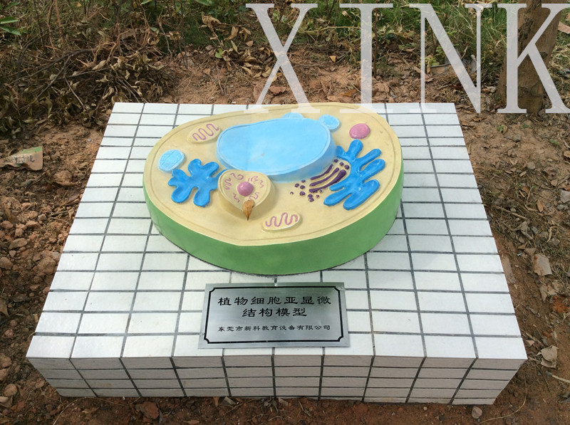 植物細胞亞顯微結(jié)構(gòu)模型