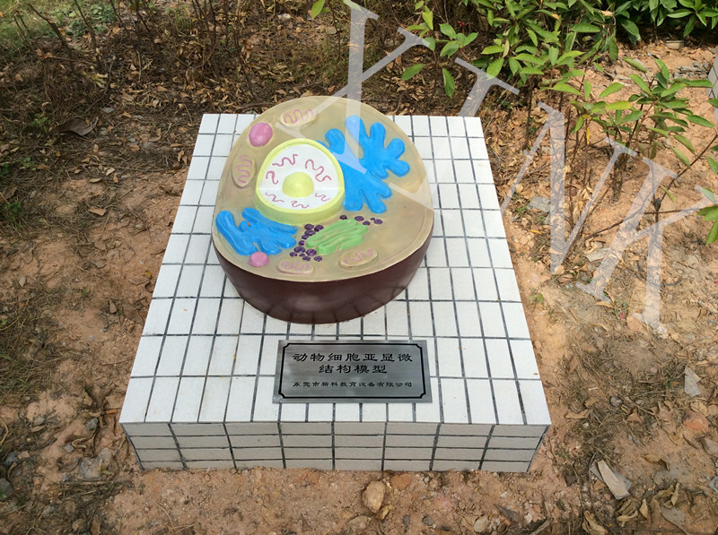 動物細胞亞顯微結(jié)構(gòu)模型
